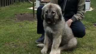 caucasian - 15 weeks old puppies (parents: WAHTAN HUNZA and KELET RETTEGETT KÁNJA DAHARA)