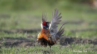 台東利嘉溪環頸雉繁殖期紀錄(一)/Ring-necked Pheasant Breeding- no.1