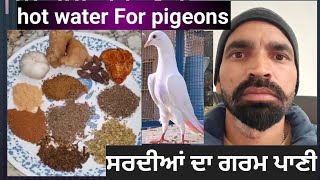 ਸਹਦੀਆ ਦਾ ਗਰਮ ਪਾਣੀ। ਕਬੂਤਰ ਰਹਿਣਗੇ ਤੰਦਰੁਸਤ ।Hot water  For pigeons!  गर्म पानी कबूतर