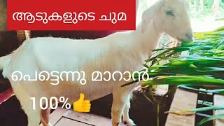 ആടുകളുടെ ചുമ ഇനി എളുപ്പത്തിൽ മാറ്റാം //🐐🐐/#goatfarming