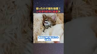 弱ったの子猫を保護！いたずら好きに成長#猫 #サーバルキャット #動物 #感動 #野生動物