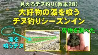 見えるチヌ釣り（教本２８）１月は大好物な藻を喰うチヌ釣りシーズンイン（釣り方・注意点と胃物を調べた解説）【見えてるチヌ／釣り方／前打ち／ヘチ釣り／落と込み／チヌ／クロダイ／見えてるクロダイ】