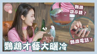 【鸚鵡才藝大曬冷】第14集《Pet 奴騷》Part 2 - 陳庭欣（Toby）｜鸚鵡識存錢、跳舞？｜Smart Pet Pet