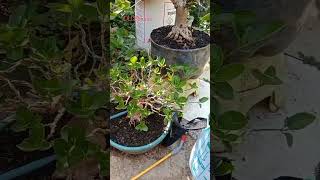 SAYANGI BONSAI MU, WAKTU INSEKT YG TEPAT #bonsai #insektisida #bonsaiindonesia #hobby #bonsaipemula