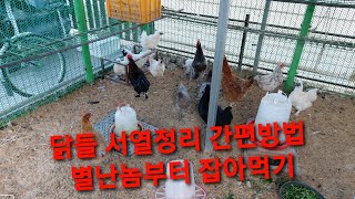 닭 서열정리 간편법 ~ 토종닭 청계닭 백봉오골계 암닭 장닭 마리비율 귀농귀촌 착한먹거리