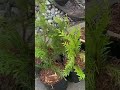 transplanting thuja green giant for privacy screen shorts foryou gardening