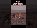 honey bagers are not invincible lion animals shorts lionfight viral edit lionvshoneybagers lionking