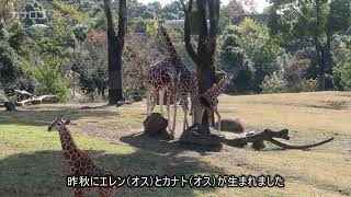 よこはま動物園ズーラシアのキリン／神奈川新聞（カナロコ）