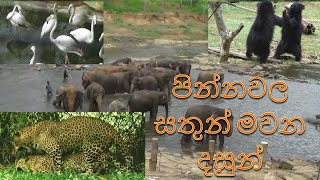 Pinnawala Zoo / Pinnawala Elephant Orphanage / Zoological Gardens in Sri Lanka