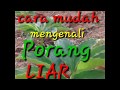 CARA MUDAH MENGETAUI CIRI CIRI PORANG