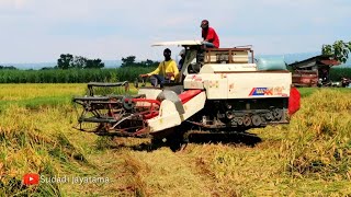 KOMBI SAWAH MAXXI NDR 85 TURBO MATIC DI LAHAN PADI ROBOH