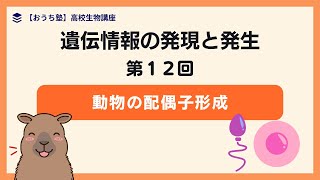 【生物】配偶子形成！精子と卵の形成過程と構造を解説！重要ポイントも解説！第１２回