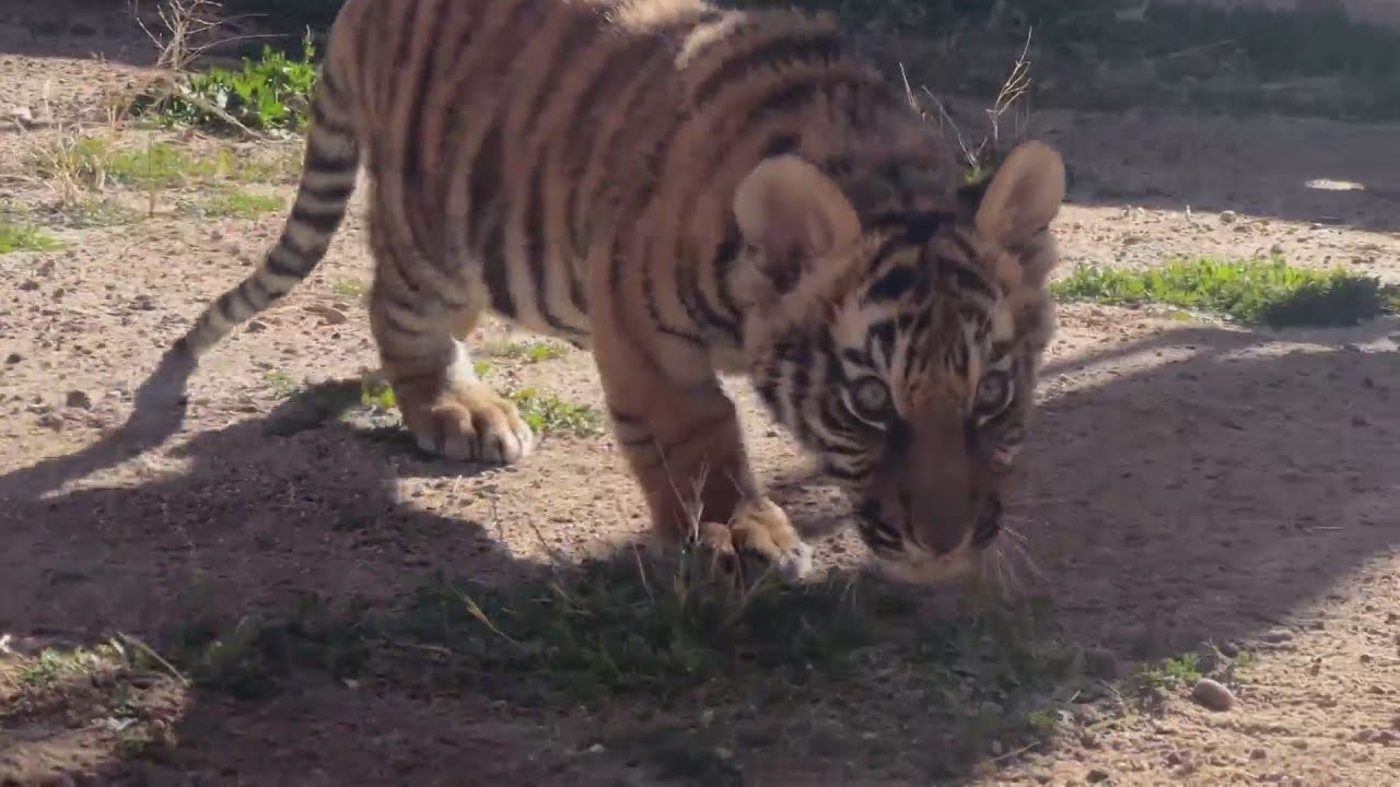 ABQ BioPark Names Tiger Cub Found During Investigation, Prepares Him To ...