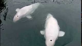 Белуха Белый кит Полярный дельфин White whale