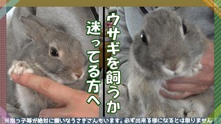 【うさぎ】ウサギさんを飼うか迷っている方へ　この動画を観てから決めて 抱っこ#60