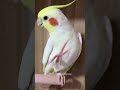 pete the cockatiel s cookie song is the new chart topper in the bird world. 🎶🍪🦜 cockatielscraze