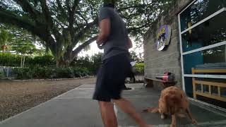 Entrenamiento Canino – Diez Bigotes – Clase 65.0 – Nala Salcedo