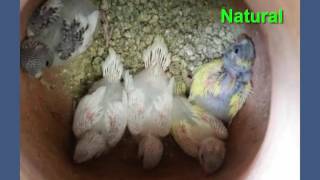 Baby Budgies Growth Stages Day 1 to Day 40