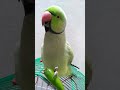 green ringneck parrot #talking parrot