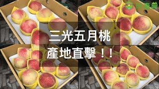 無毒農產地直擊｜三光五月桃產地全記錄