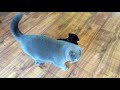 coconut. blue british shorthair. sniffing new toy chop from gta v