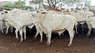 FEIRA DE GADO EM CARUARU-PE DIA 18/02/2025