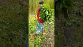 jute 💚💚 তোমাদের ওখানে পাটের দাম কতো #shortvideo #shortvideo #shortvideo