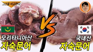 자숙문어 비교!! 모리타니아(해외) VS 국내산 문어 과연 맛은~?