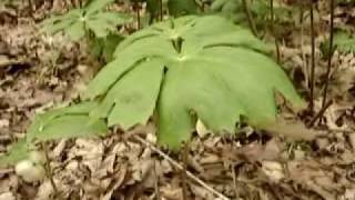 Wild EdiblePlant: Mayapple