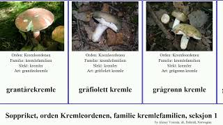 Soppriket, orden Kremleordenen, familie kremlefamilien, seksjon 1 fungus brun fiolett lakkremle