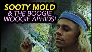 Sooty Mold \u0026 The Boogie Woogie Aphids