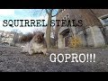 A squirrel nabbed my GoPro and carried it up a tree (and then dropped it)
