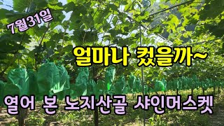 지금은 연화기 말랑말랑 노지비가림 6년차 샤인머스켓 봉지열어 중간점검