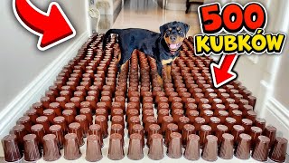 PIES ABRA vs 500 PLASTIKOWYCH KUBKÓW! 😂 (reakcja)