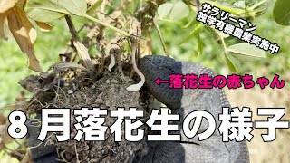 落花生の様子「おおまさり」４月播種８月下旬収穫ねらい