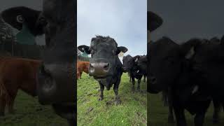 feeding #angus bull # 5 some pears by hand #farmandranch #farmanimalsounds #bull