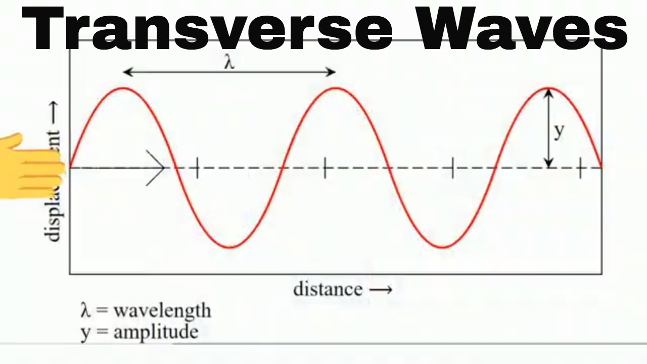 Transverse Wave Answered The Diagram Shows A Transverse Wave Wave