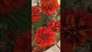 #5Reasons #People #Succeed at #marigold#flowers #short