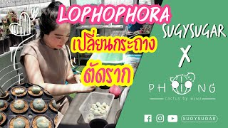 วิธีเปลี่ยนกระถาง ตัดแต่งราก Lophophora สำหรับคนที่เริ่มปลูก ที่สวนกระบองเพชรลอยฟ้า cactus พงพง