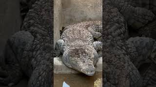 اغرب عادات في النوبة بيربوا مش قطط ولا كلاب لا تماسيح 🐊 #النوبة#اسوان#مصر٪#تمساح#shorts