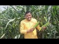 gujrat maize farming hybrid variety gujarat gold2260