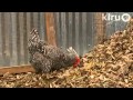 Molly & David backyard chickens|garden makeover|Central Texas Gardener