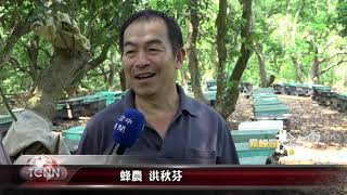 大台中新聞 霧峰蜂蜜產量剩一成