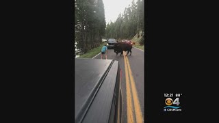 It's Man Vs. Bison At Yellowstone National Park