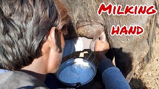 Buffalo milking by hand #animals #farming #shortvideo #shorts