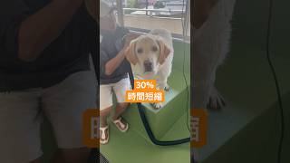 シャンプー短縮術🦮大型犬は乾かす前にひたすらブロアーで飛ばす！