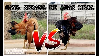 Ayam Serama Show Quality (Ayam Kontes)