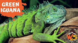 Green Iguana Facts: Everything You Need to Know