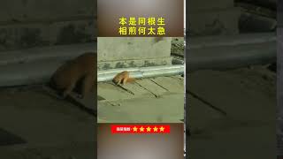 黄鼠狼捉老鼠