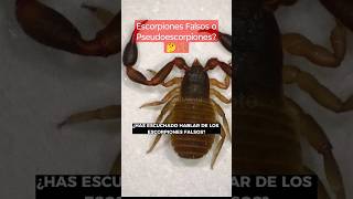 Los Escorpiones Falsos de la Naturaleza 🙌🦂